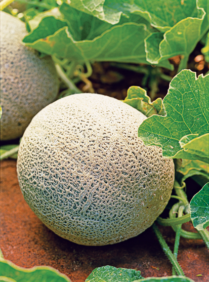 Cantaloupe
