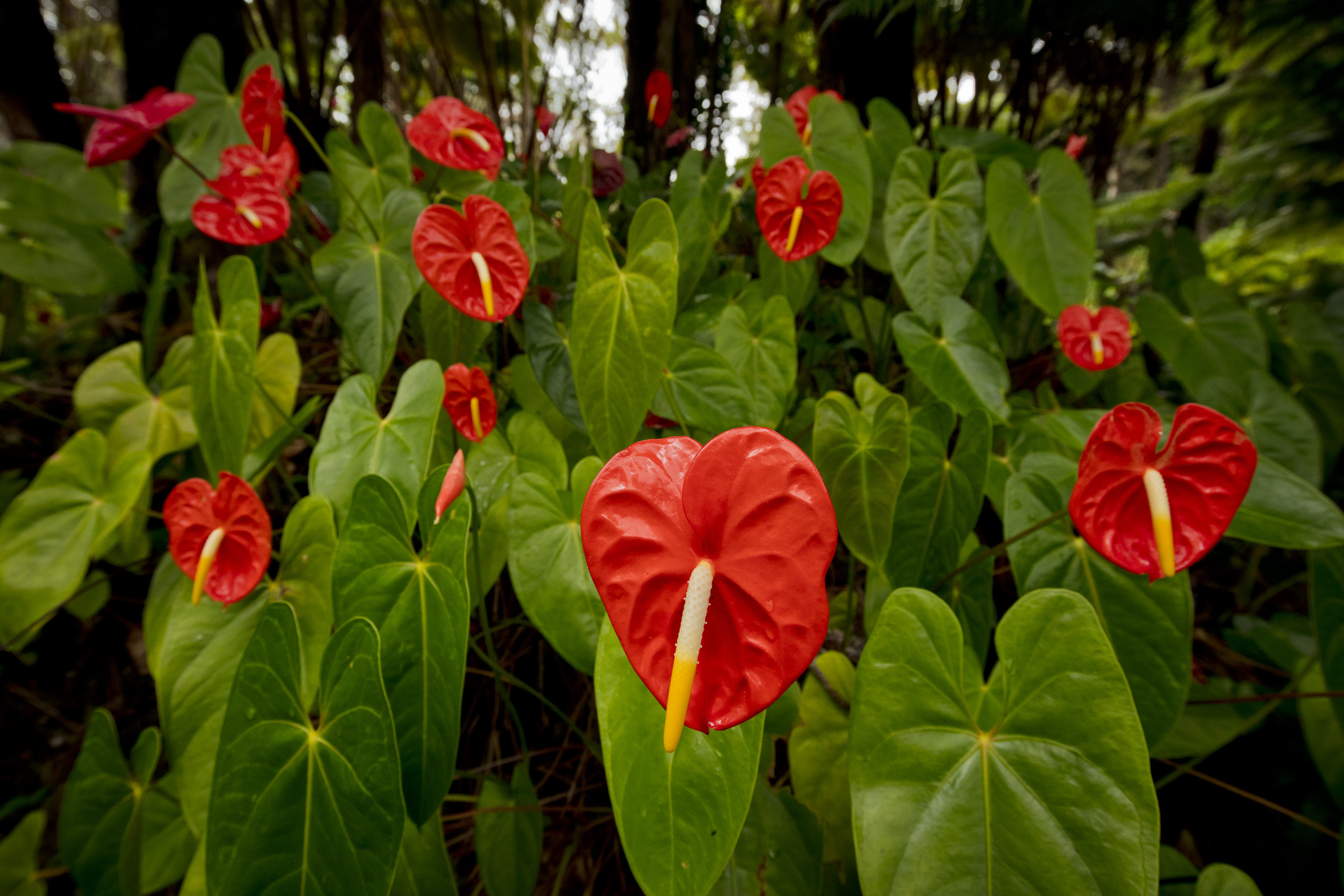 5_garden_1
