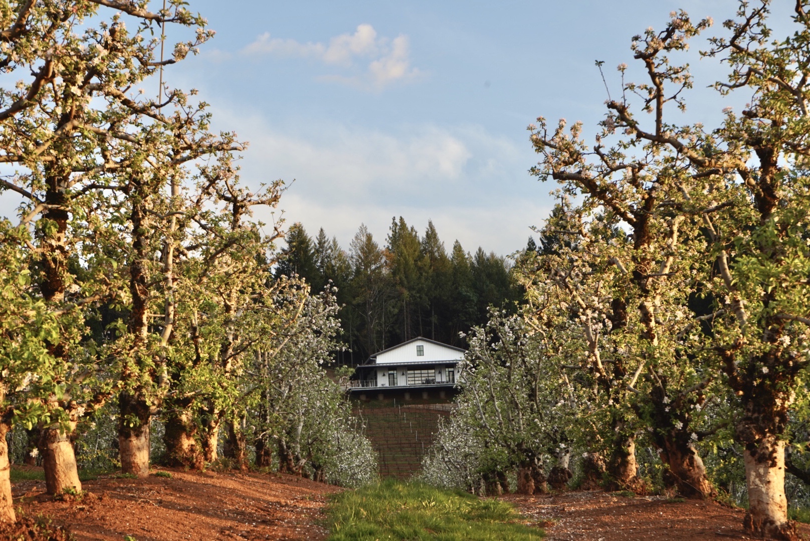 edio-vineyards-at-delfino-farms