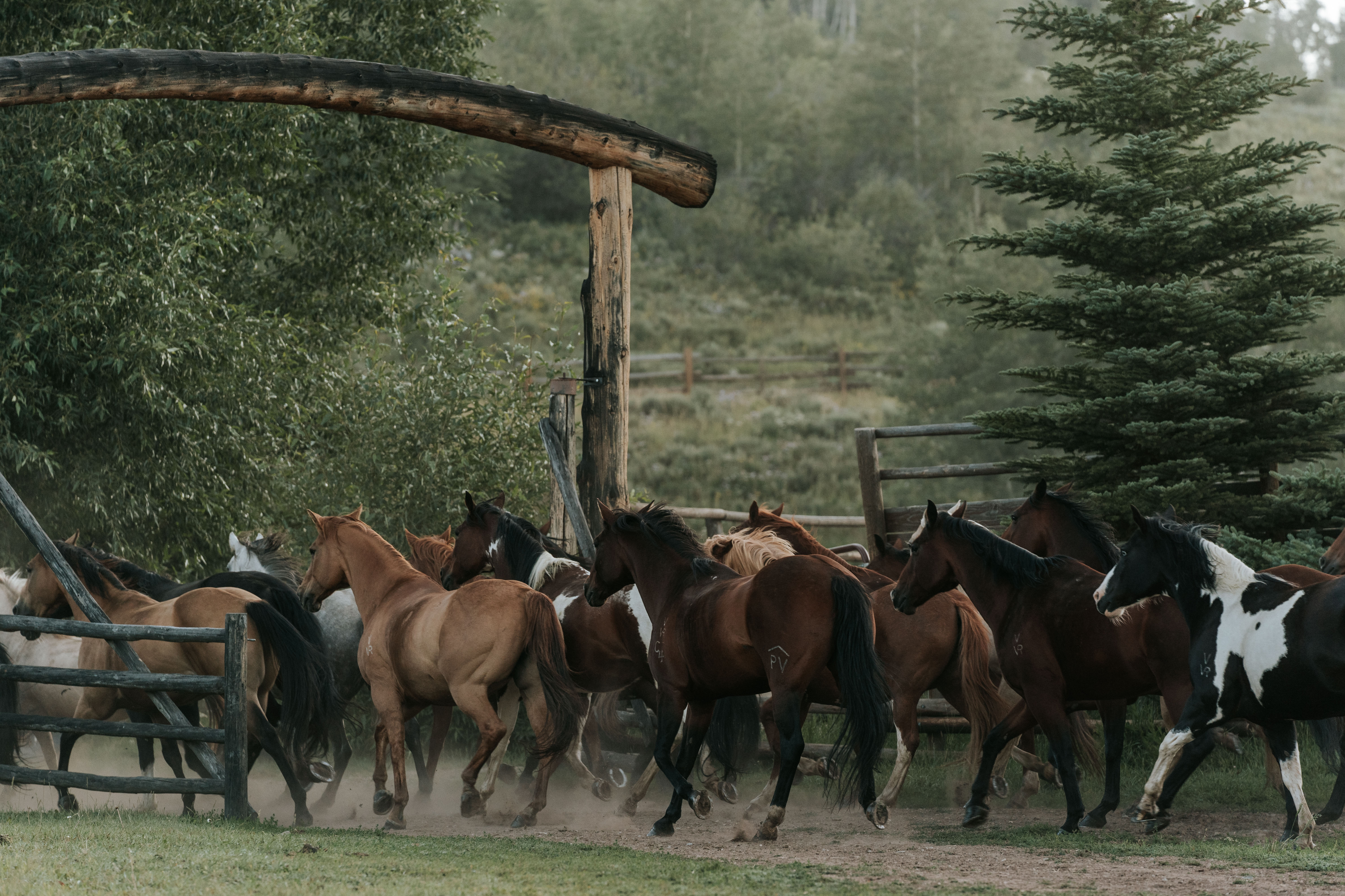 the-herd-of-horses-running-into-the-pasture-at-vista-verde-ranch