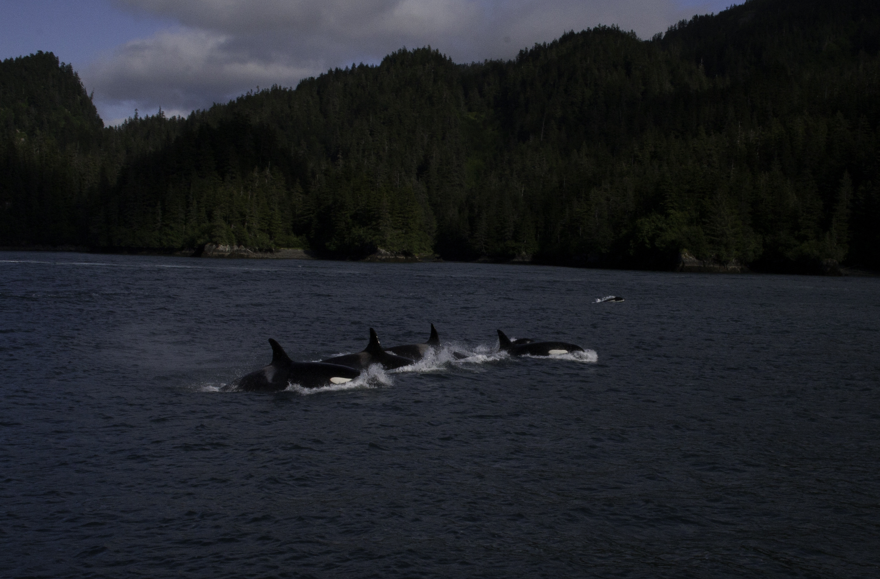 orca-prince-william-sound-alaska