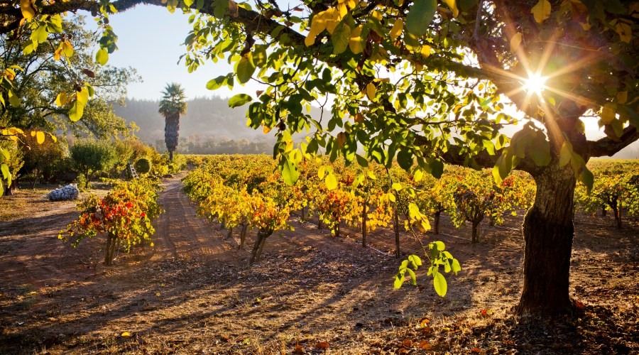 go-on-a-grape-escapade-in-california-wine-country