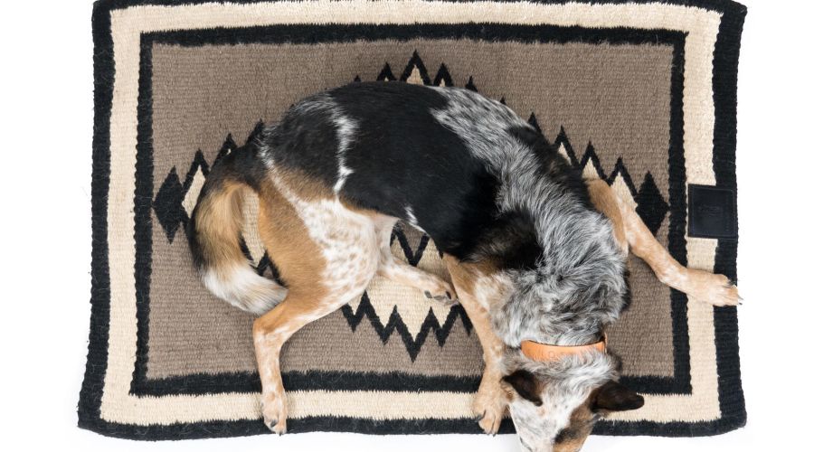 person-dog-saguaro-wool-dog-pad