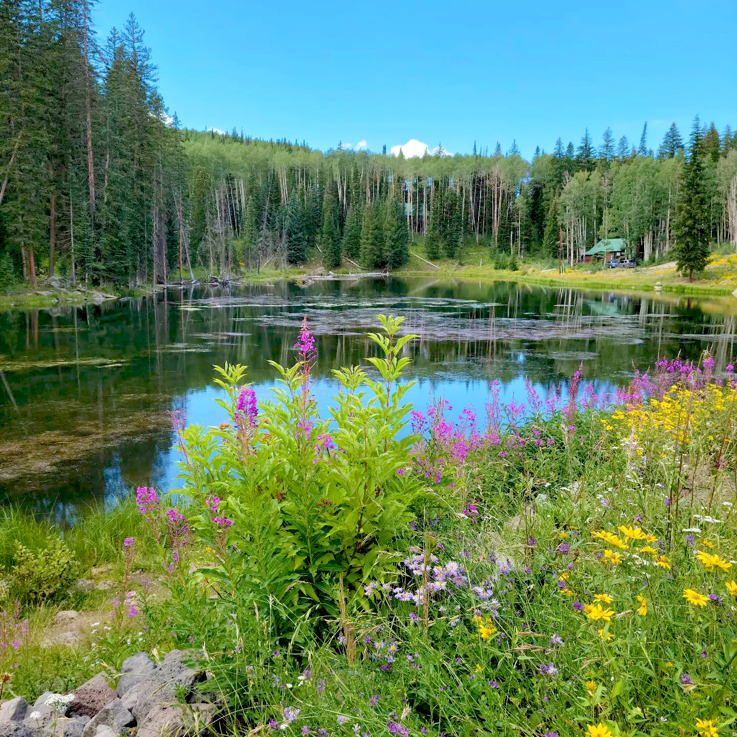 wildflowers-on-the-grand-mesa