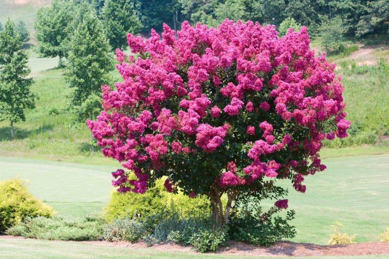 Tree Types One Small The Best Small Trees for Every Type of Small Yard and Garden - Sunset ...