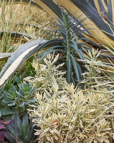 succulents-and-friends