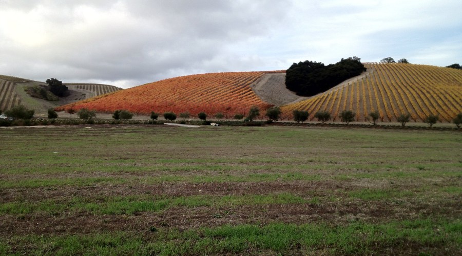 templeton-country-comfort