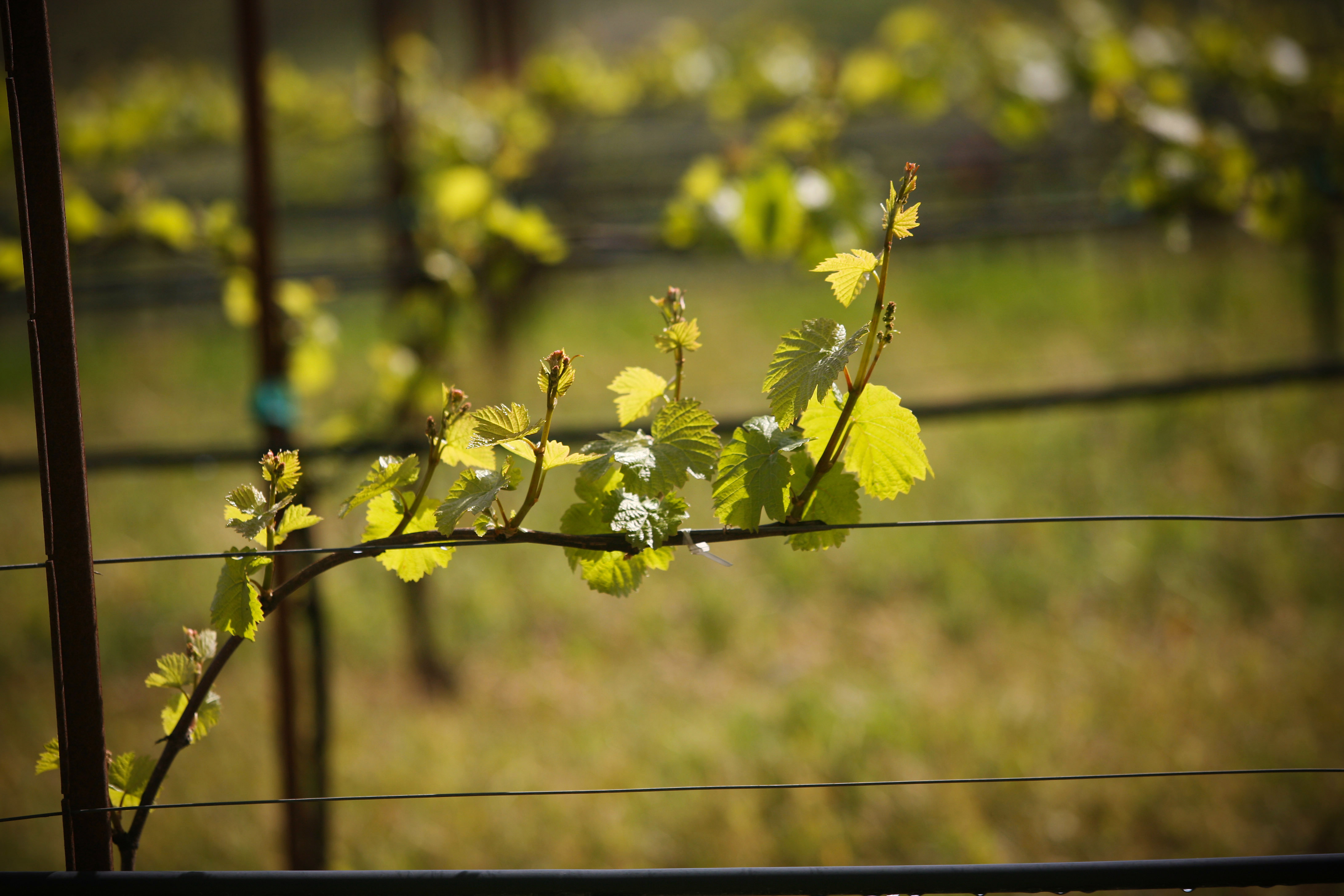 bud-break-along-the-wine-road