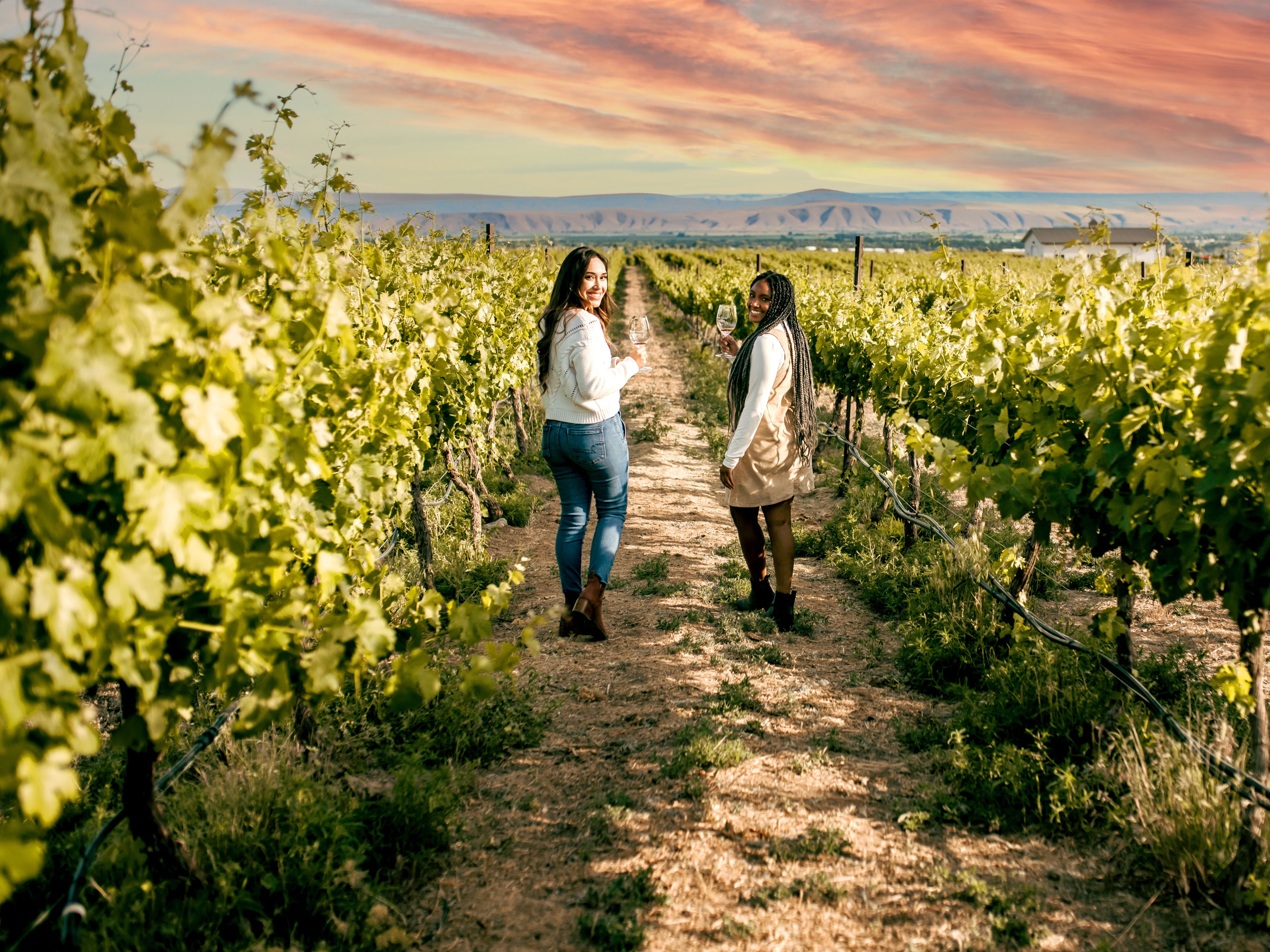 vineyard-walk