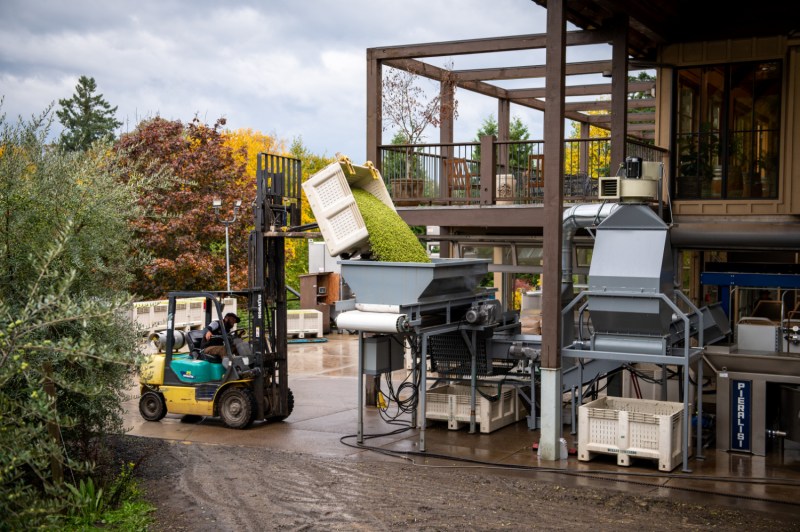 Durant Olive Mill’s Olio Nuovo Festival