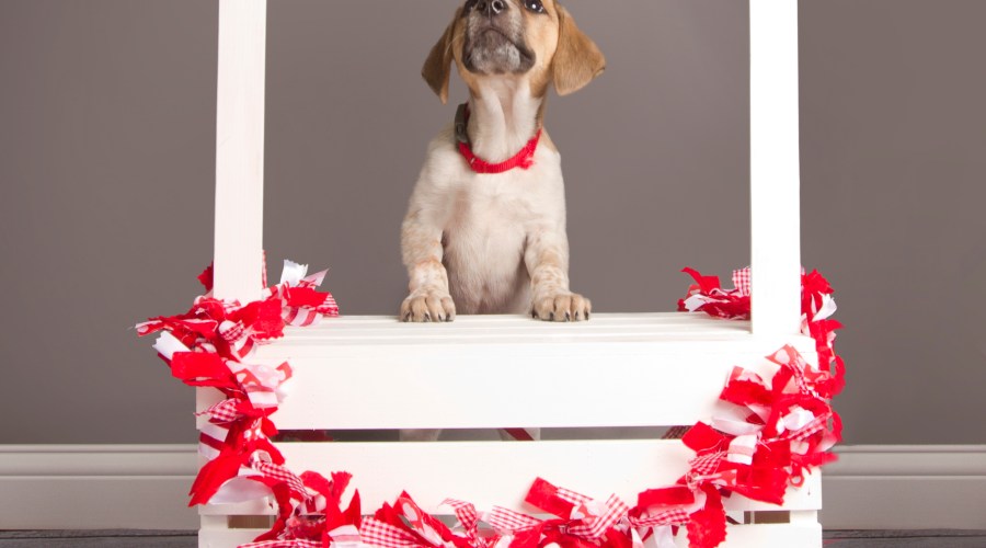 set-up-a-photo-booth