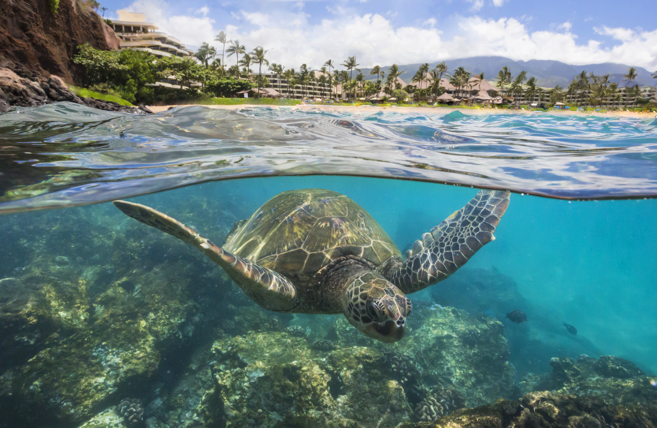 snorkeling-at-black-rock