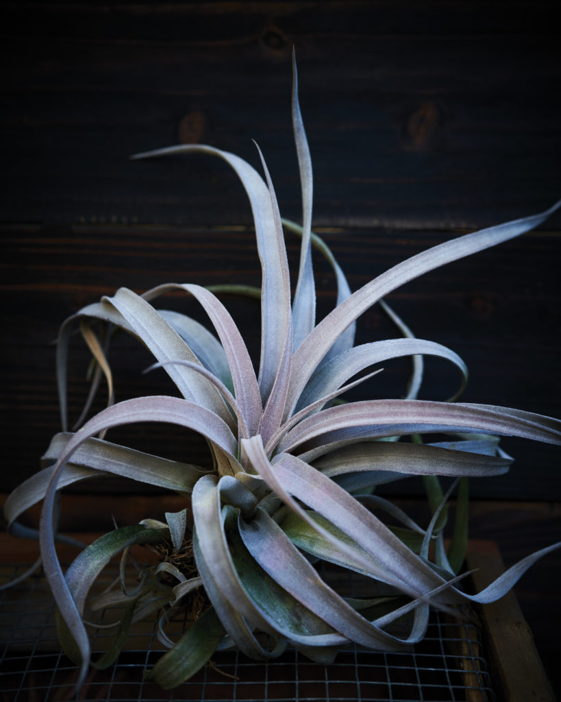 Air plant