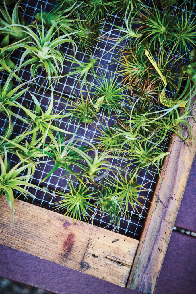 Airplantman Josh Rosen's air plant frame