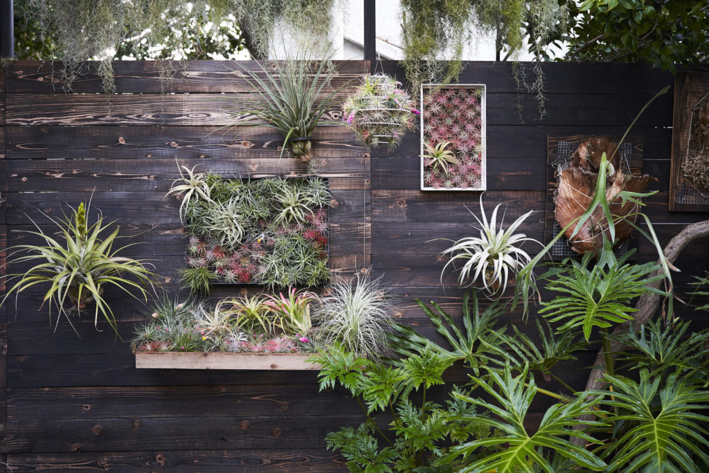 Wall of framed air plants