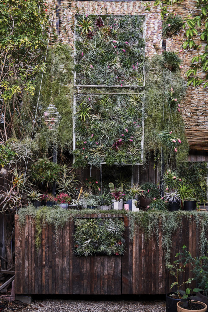 Gallery wall of framed air plants