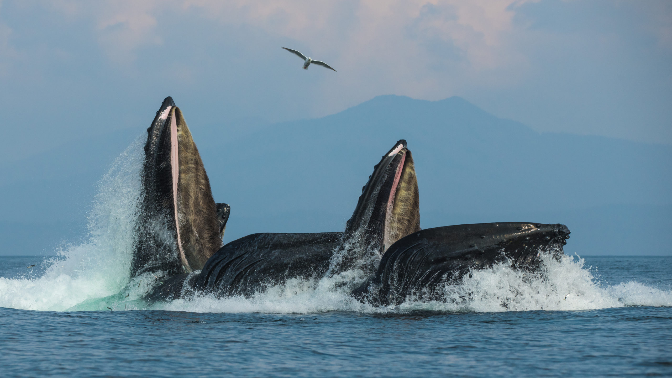 Whales at Frederick Sound