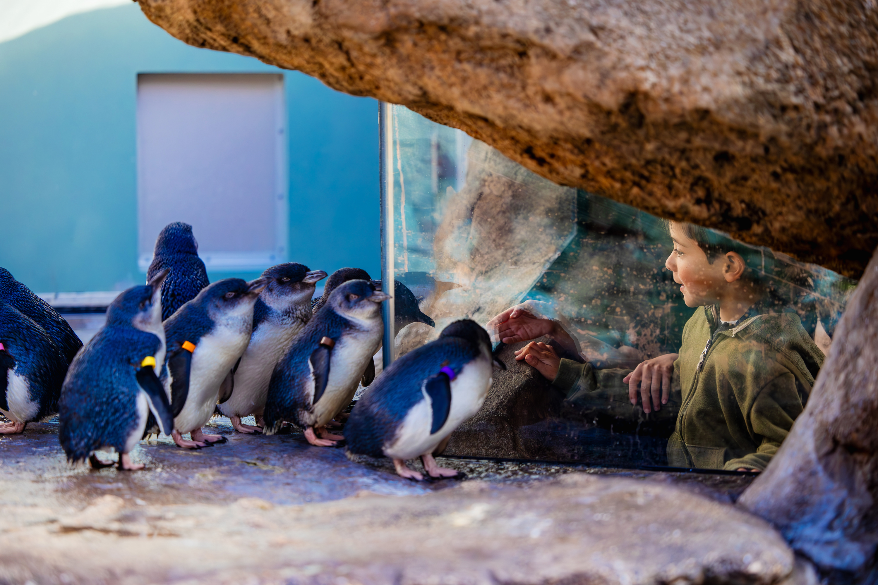 get-eye-to-eye-with-the-smallest-penguin-species-at-birch-aquarium