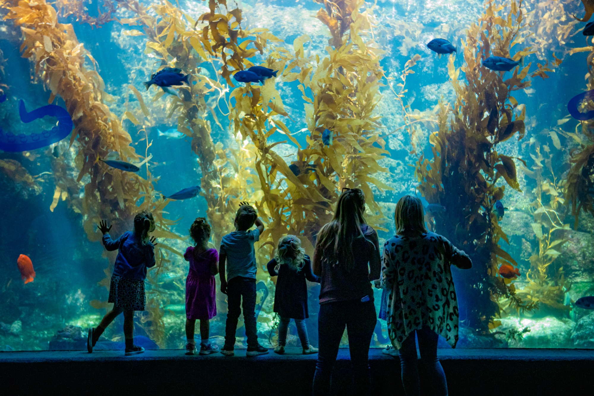 young-guests-stand-in-awe-at-the-giant-kelp-forest-habitat-at-birch-aquarium