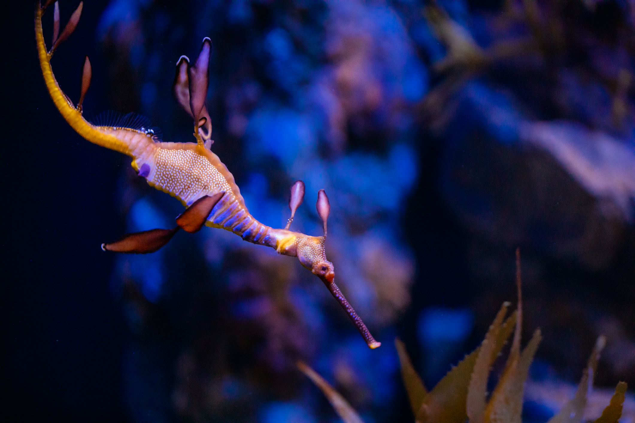 birch-aquarium-at-scripps-institution-of-oceanography-aquarium-ucsd-edu