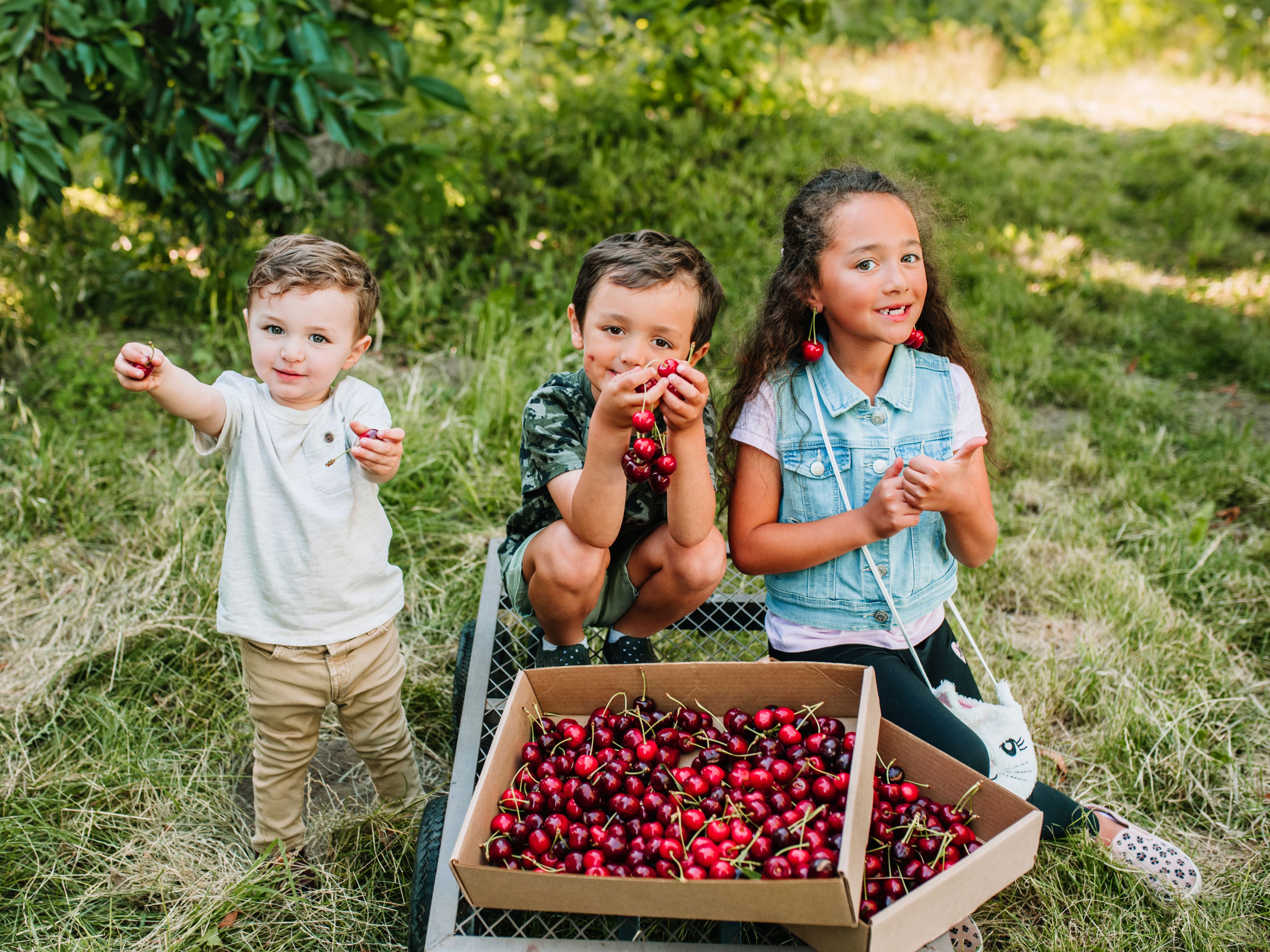 cherry-u-pick