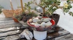 Bee and Butterfly Watering Station