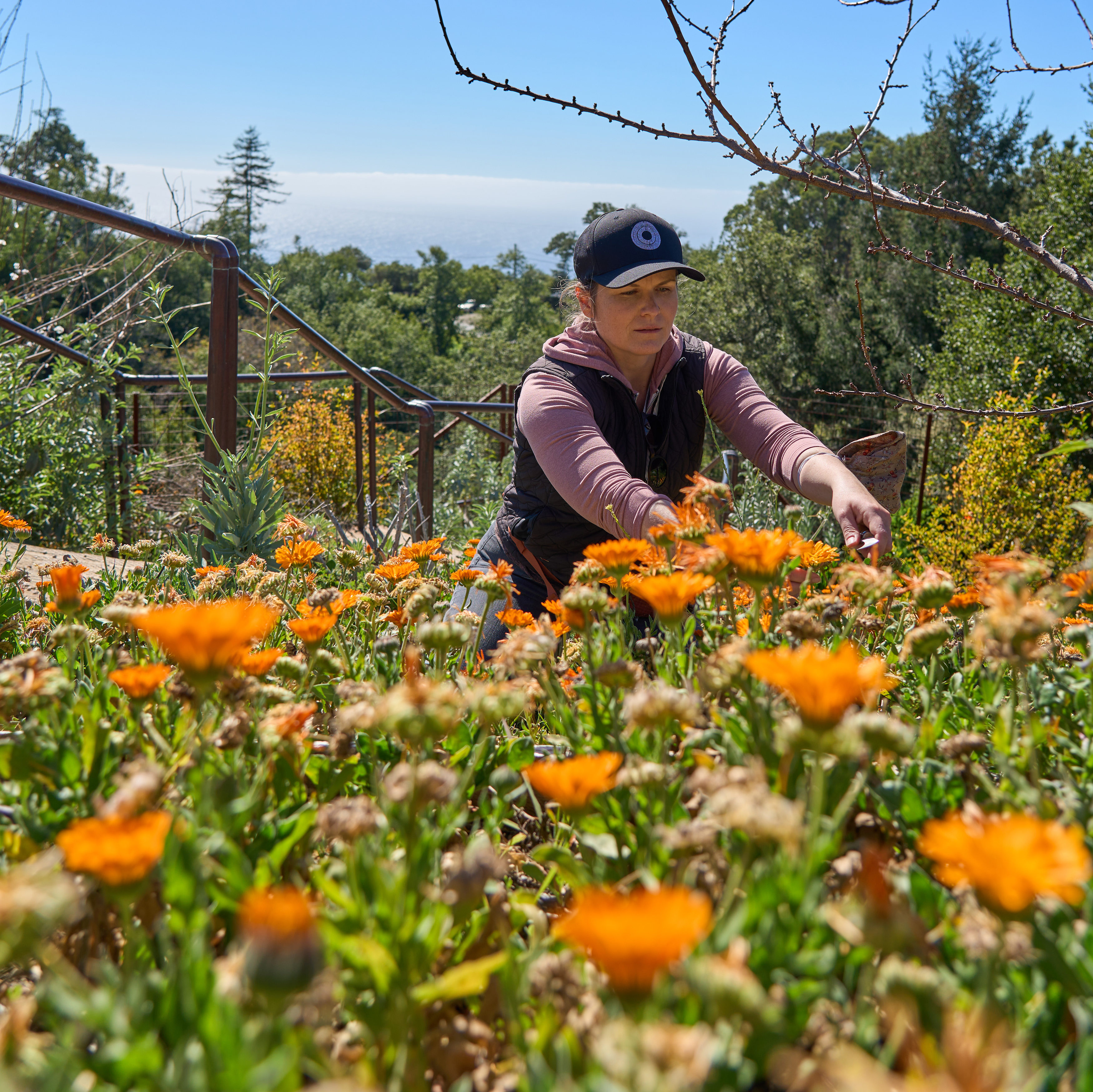 Foraging with Nan Cole in calendula field