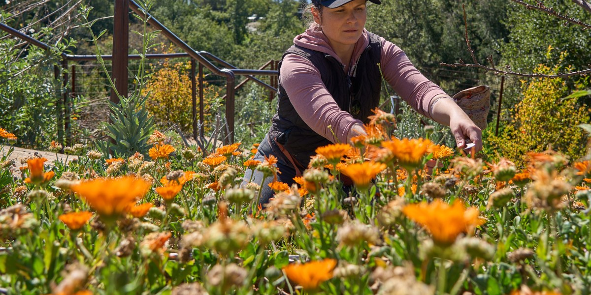 Foraging with Nan Cole in calendula field