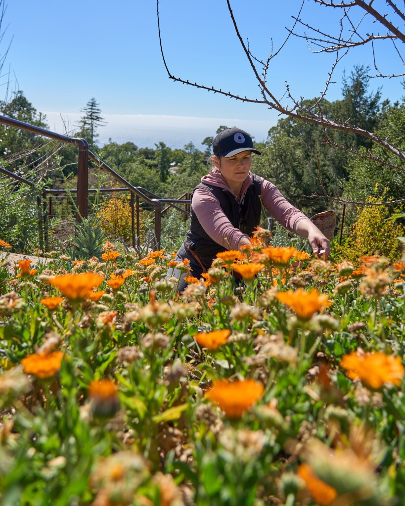 Go Ahead, Forage Your Own Food. But First Know the Rules