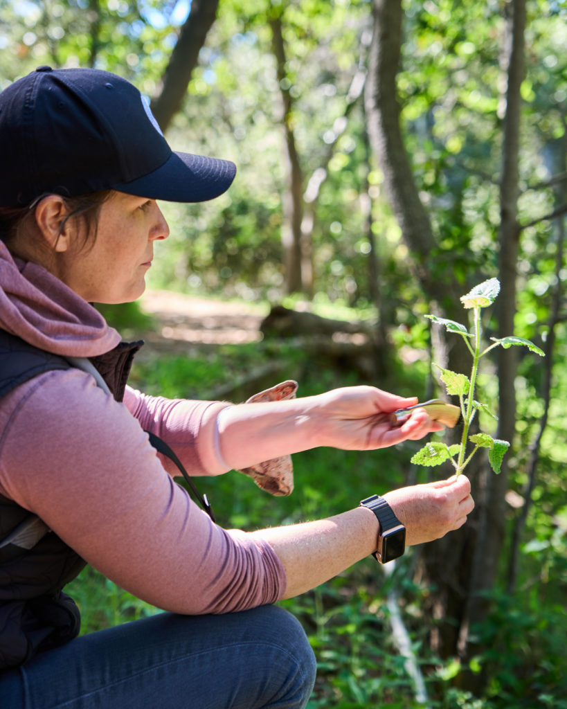Foraging with Nan Cole