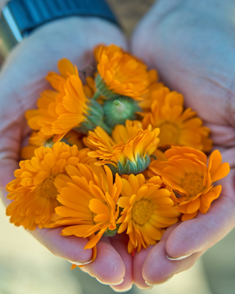 Foraged orange calendula