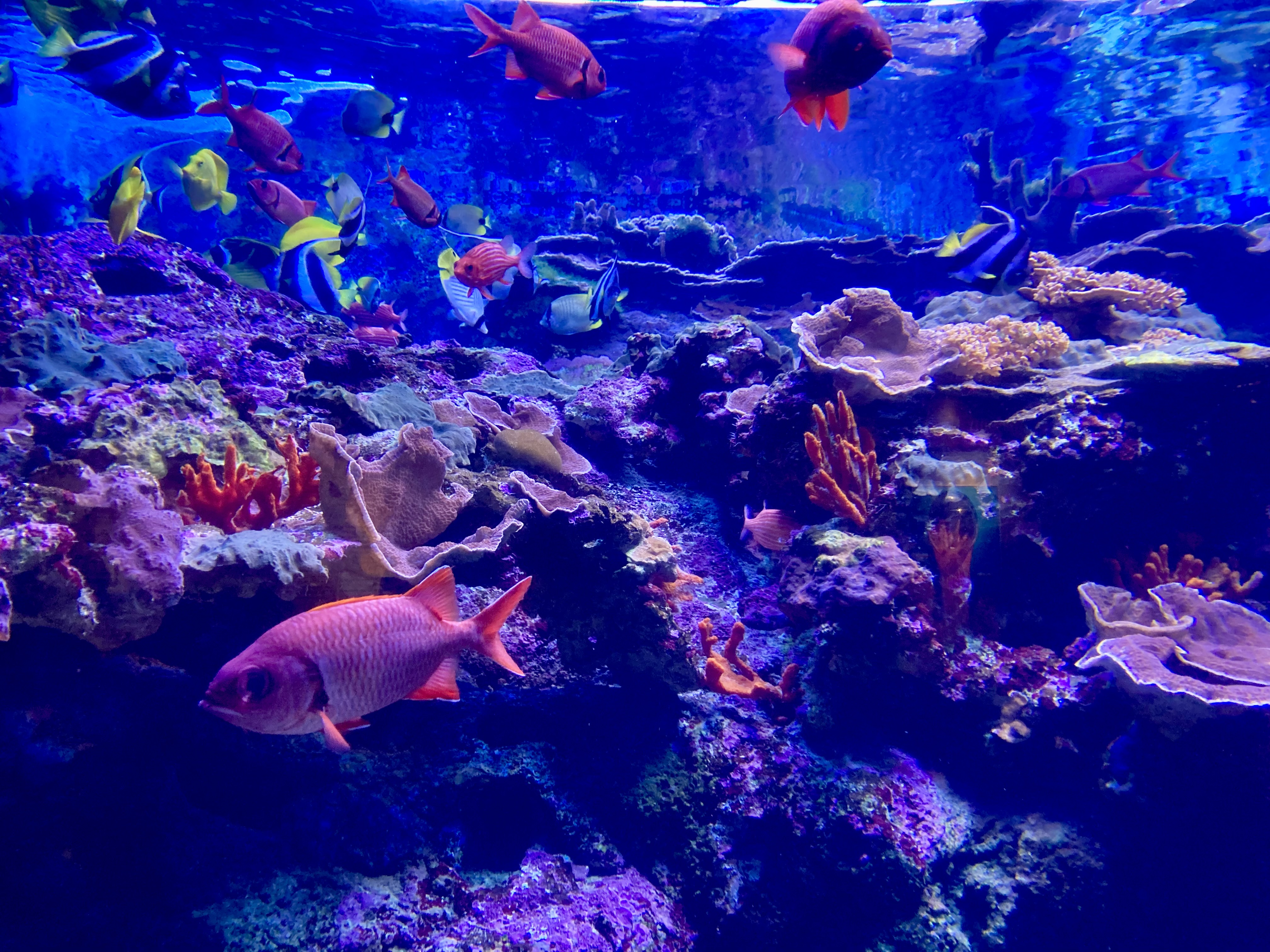 coral