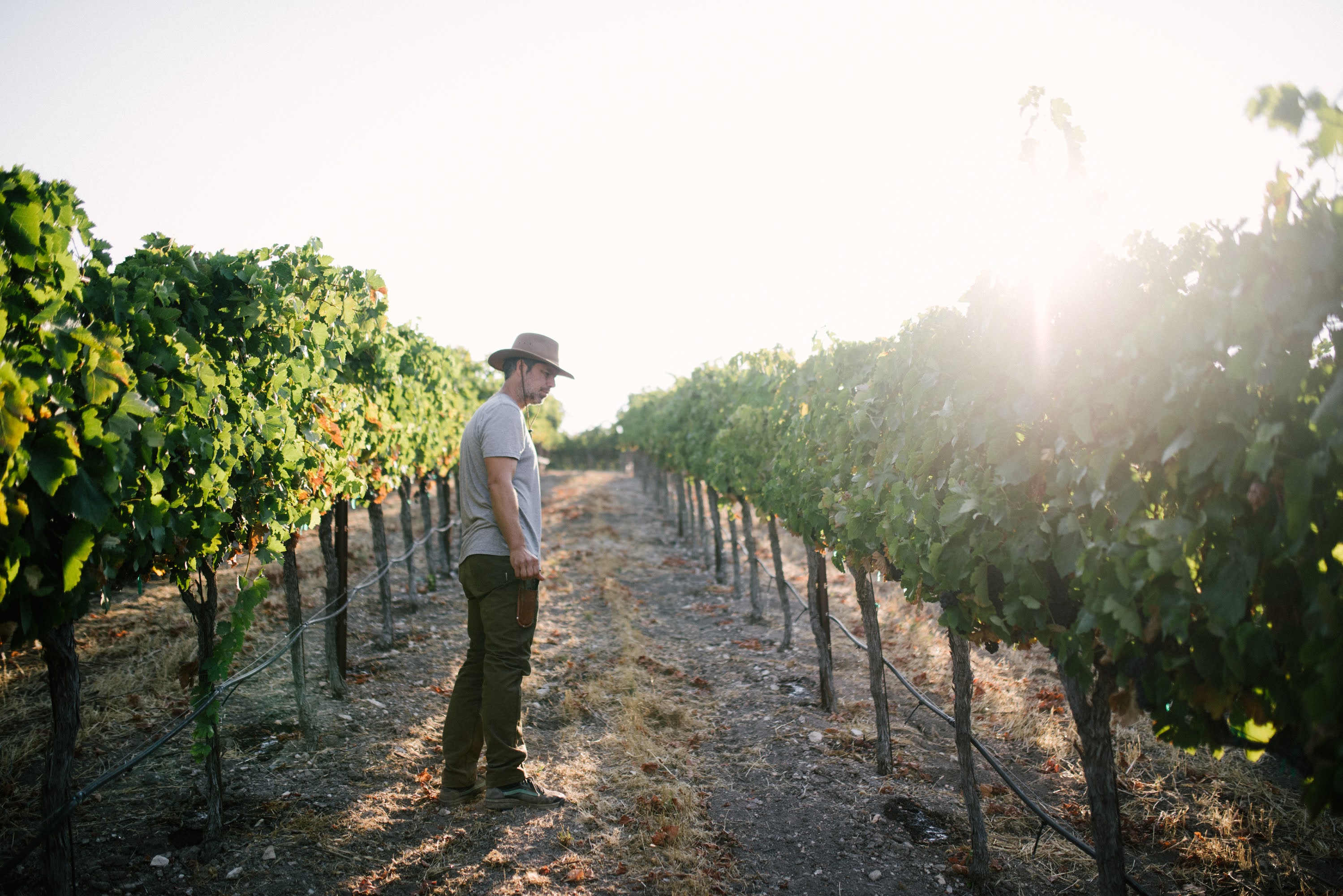 calcareous-harvest-2020-cc-13