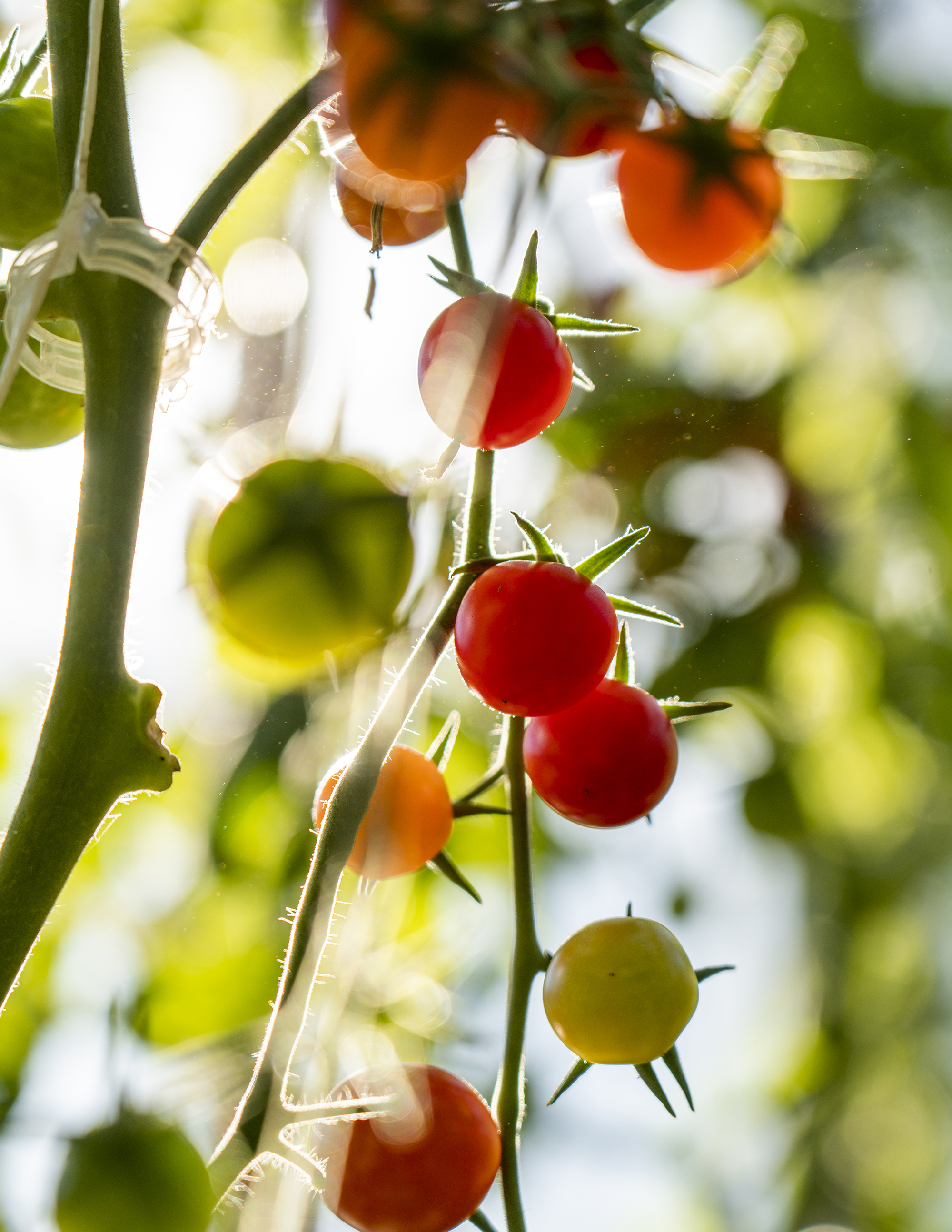 Castle Hot Springs tomatoes