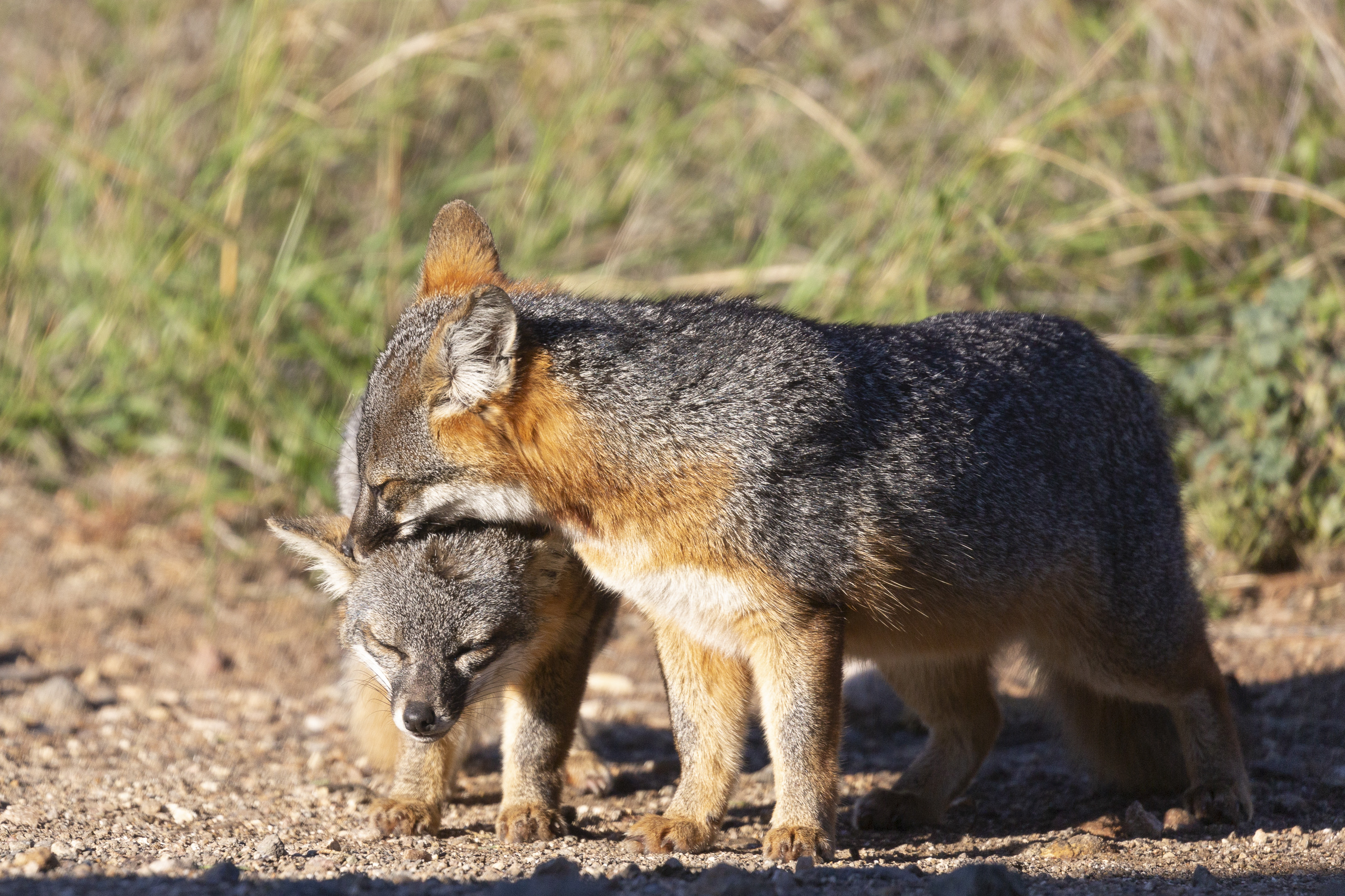 channel-islands-adventure-company-5