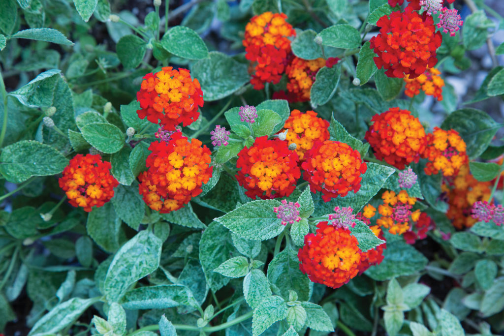Lantana ‘Cosmic Firestorm’ with bright red flowers