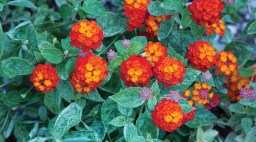Lantana ‘Cosmic Firestorm’ with bright red flowers