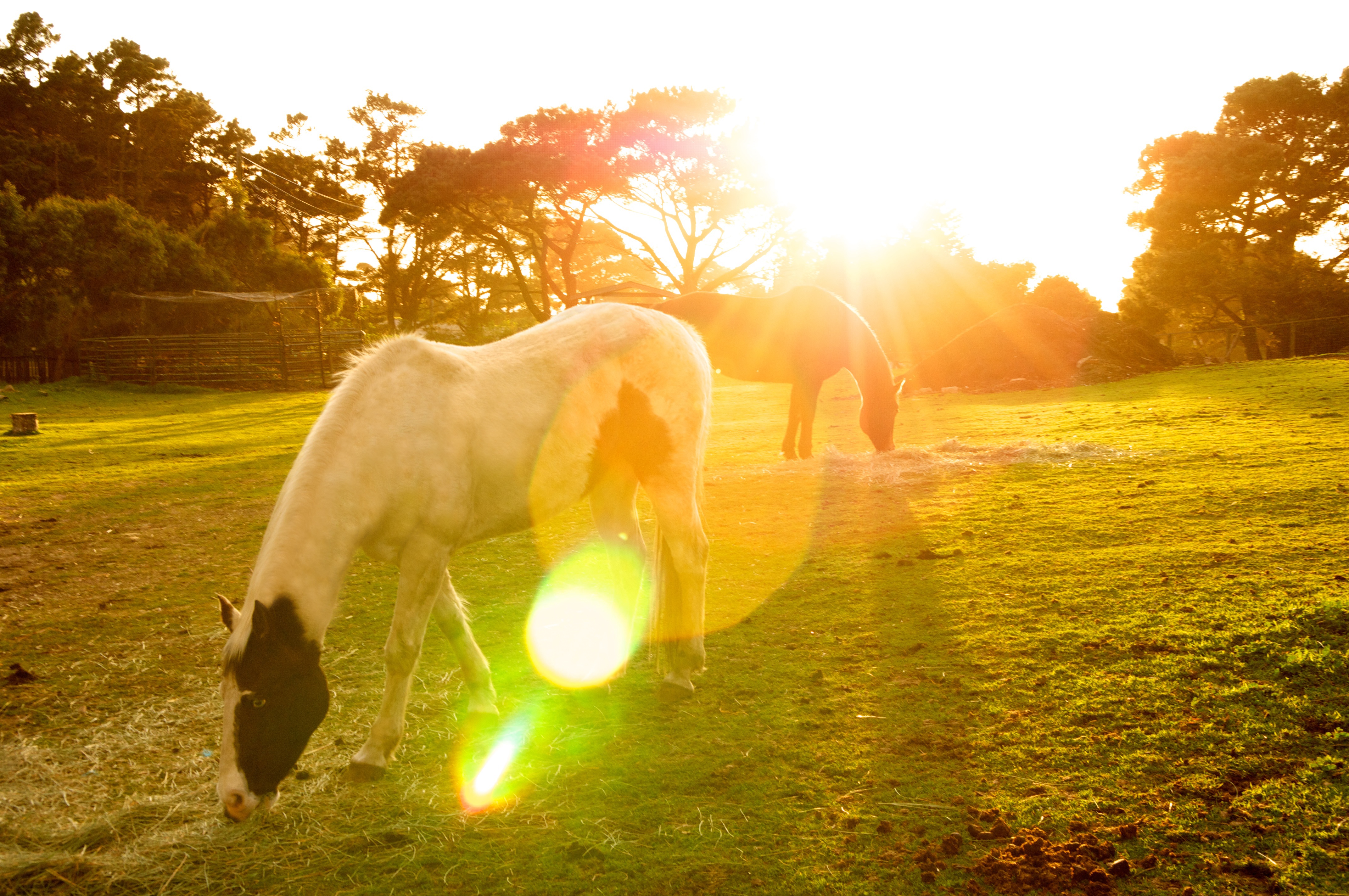 clean-horse