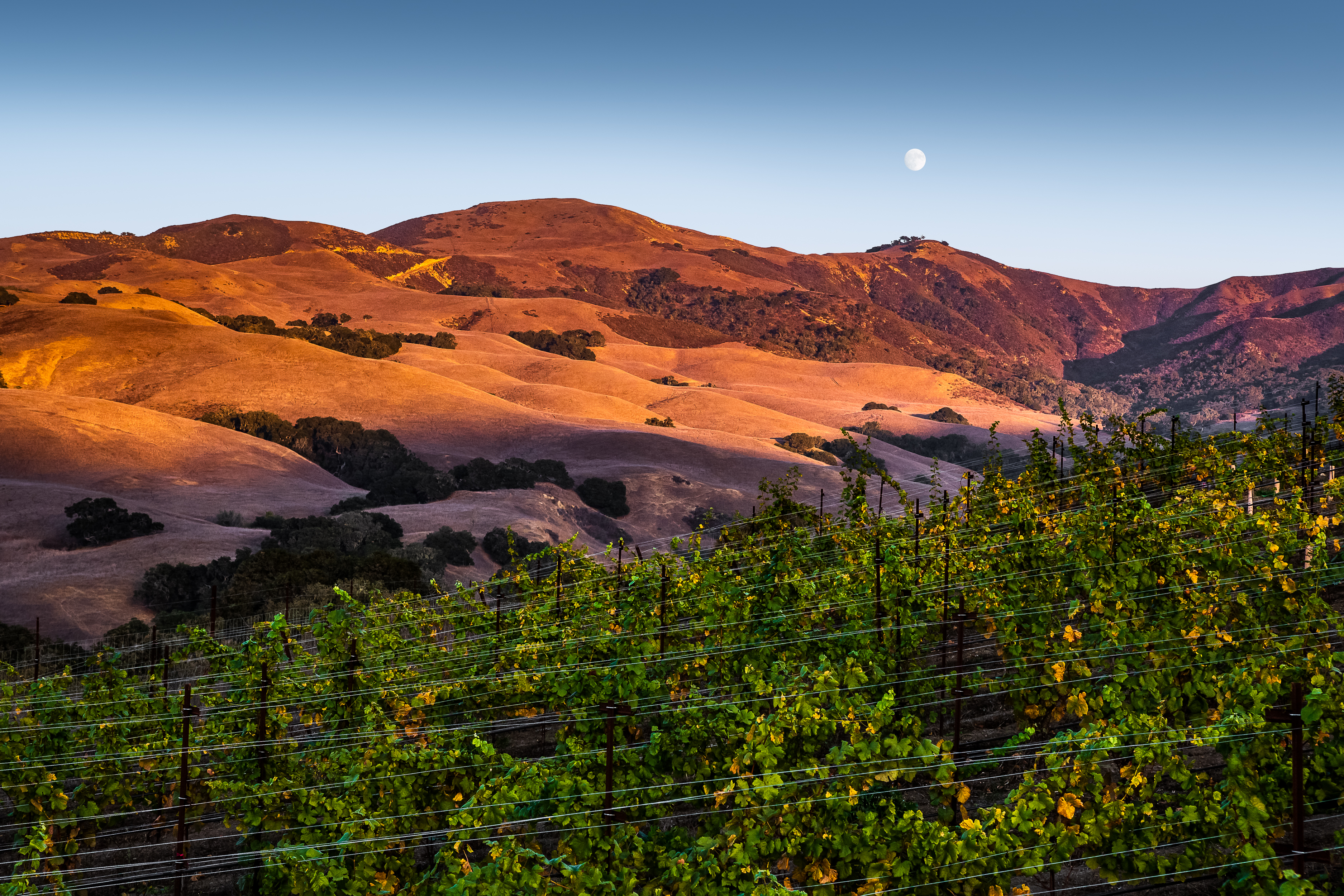 alma-rosa-winery-vineyards-in-buellton-california