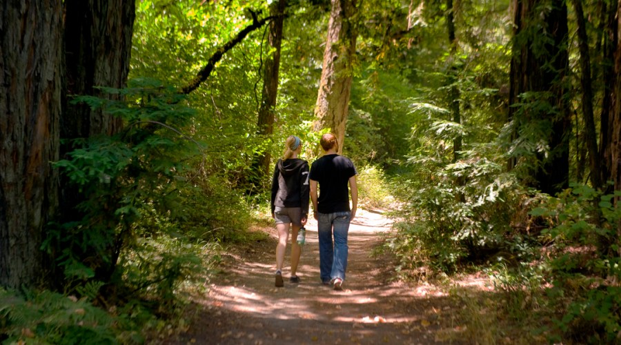 redwood-coyote-peak-loop-bothe-napa-valley-state-park-calistoga-ca