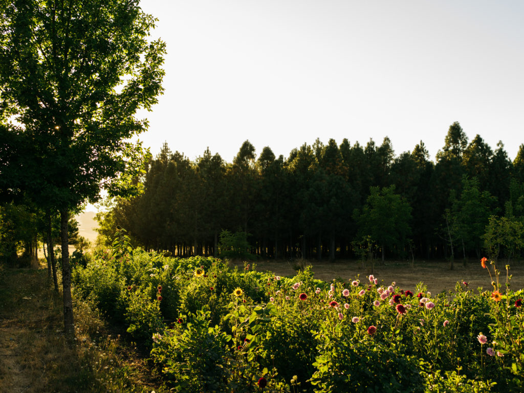 Crowley House Flower Farm