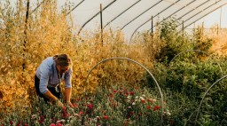 Beth Syphers harvests flowers from her farm