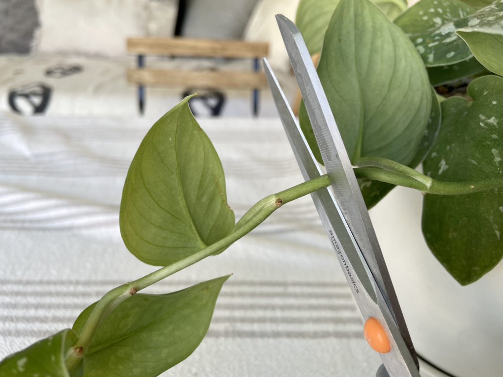 Cut between leaves for DIY plant propagator