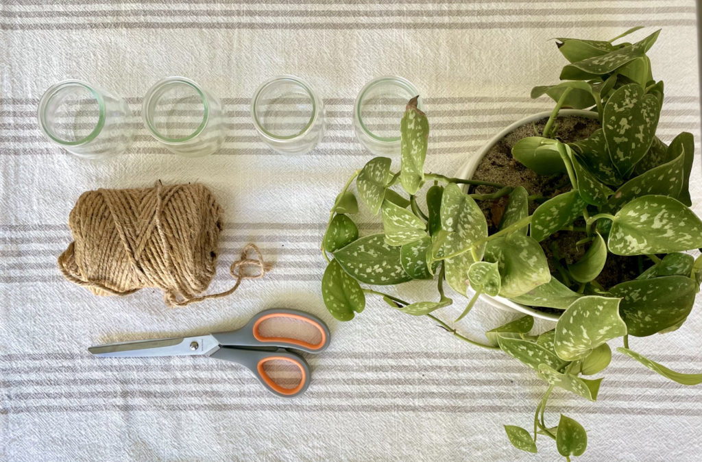 Items needed to make plant propagator