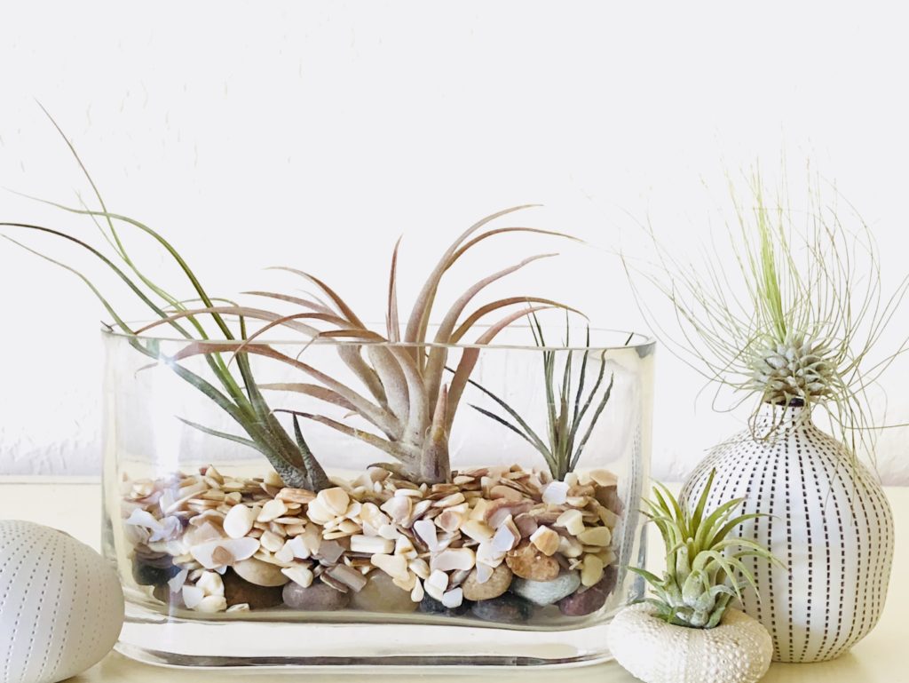 DIY terrariums