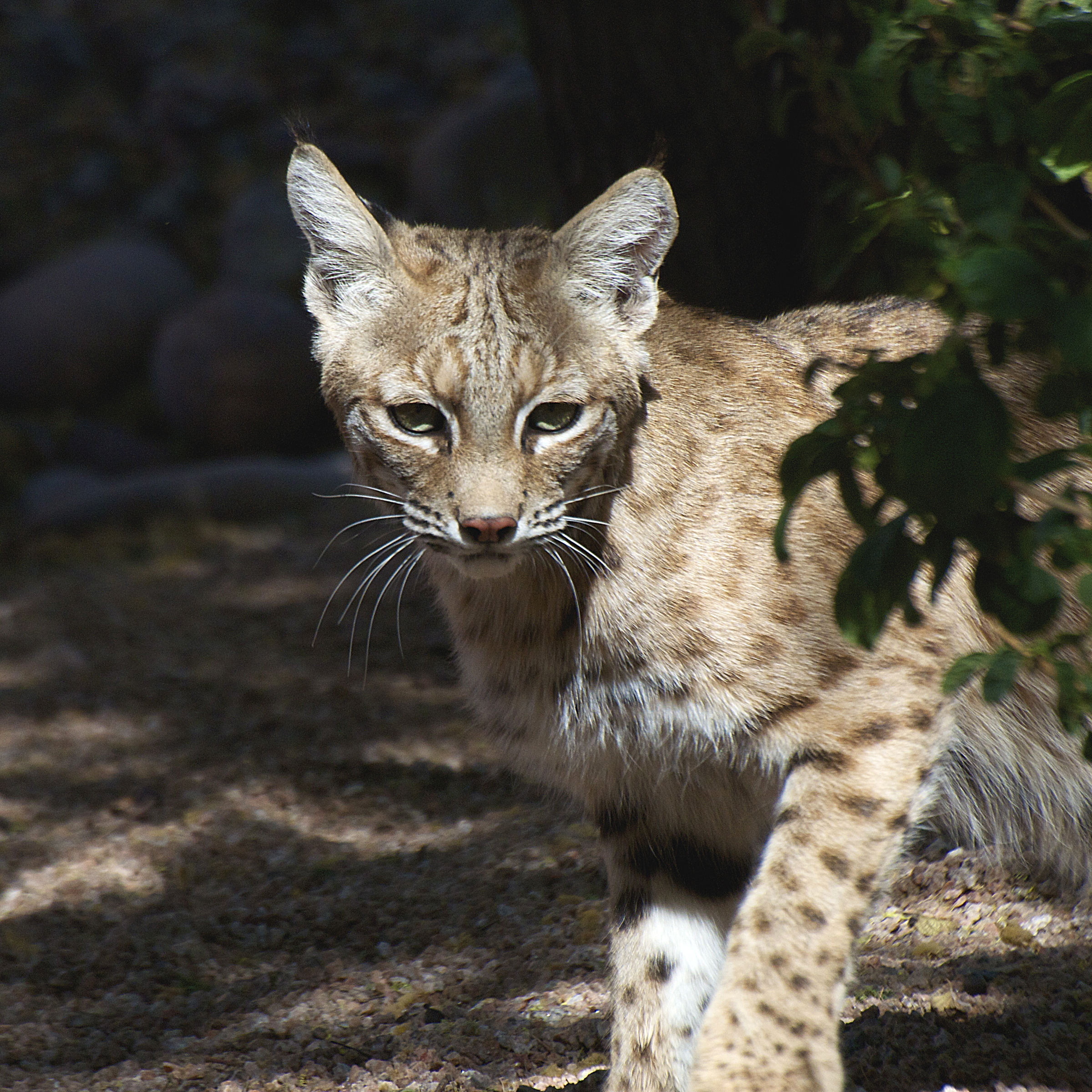 baby-bobcat-rescue-nature-wellnes