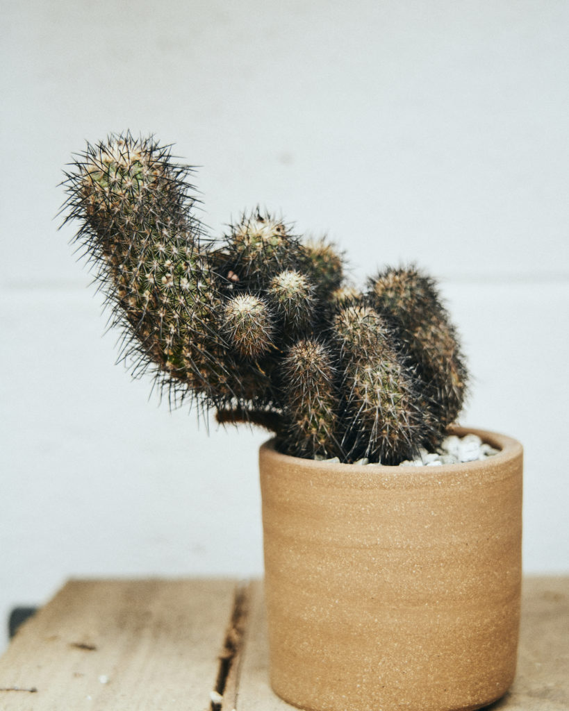 cactus-maximus-garden-agency-2021-18