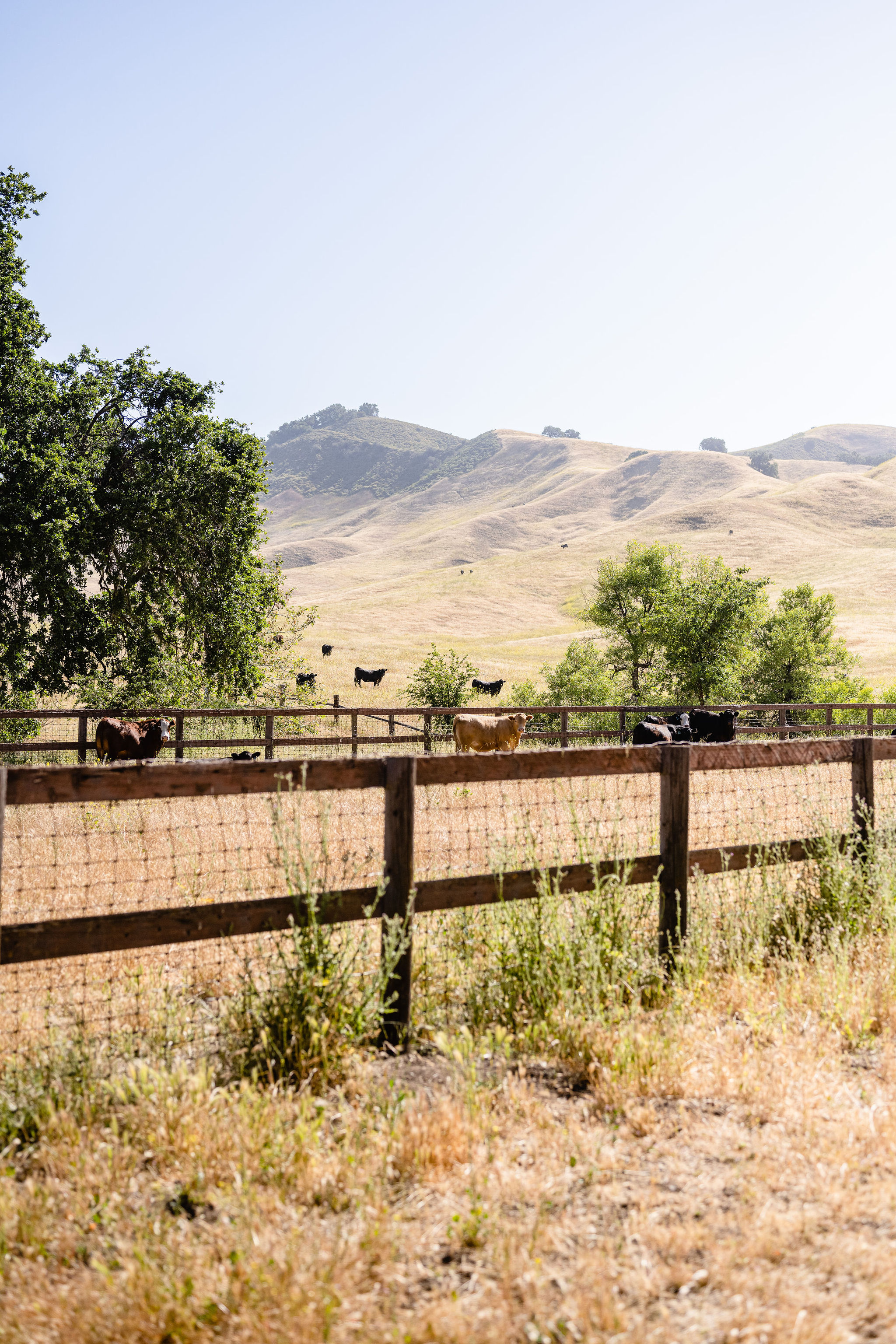 dsc_7953_webres-credit-teal-thompson