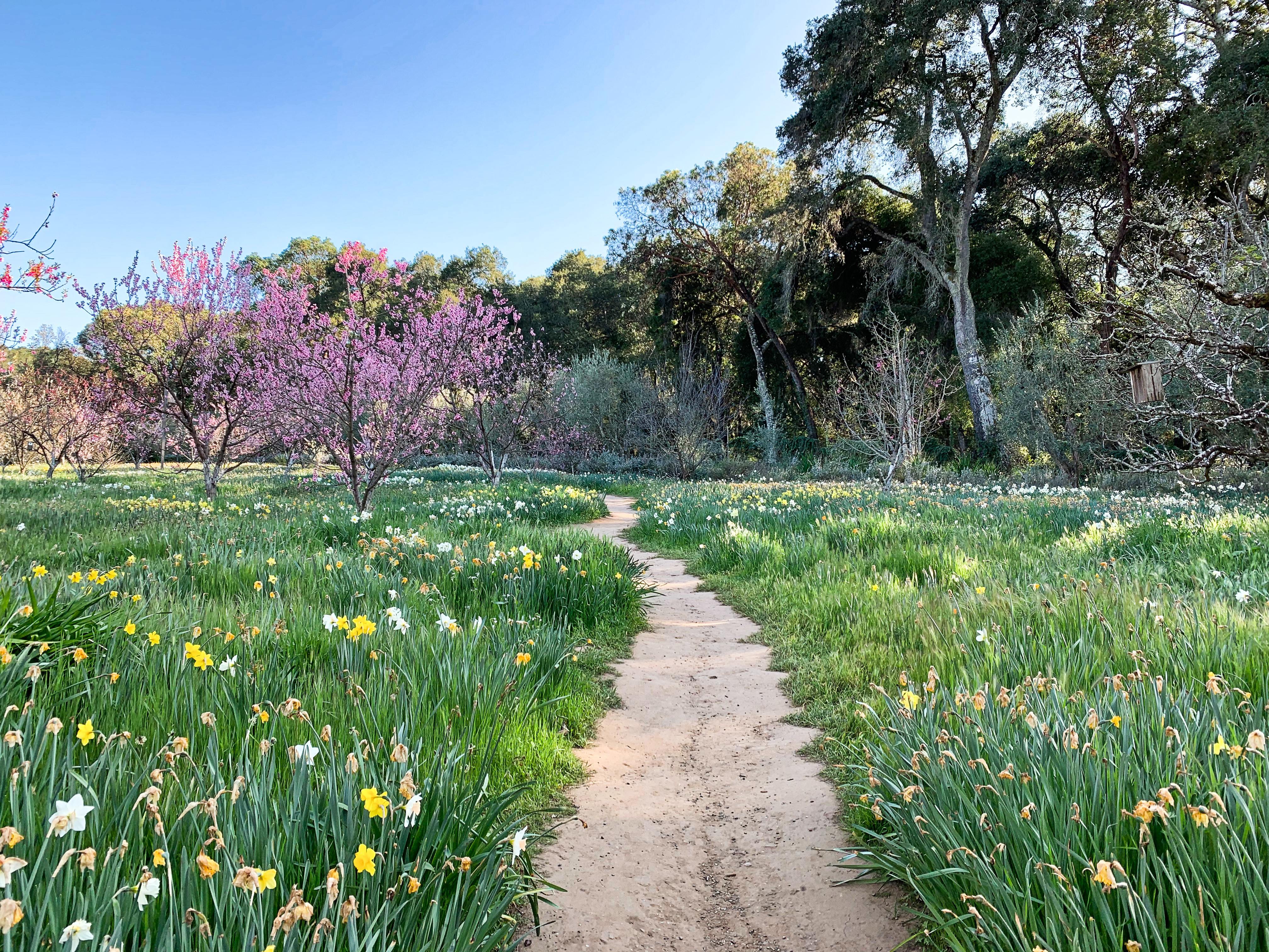 daffodil-path-at-the-end-with-the-last-daffs