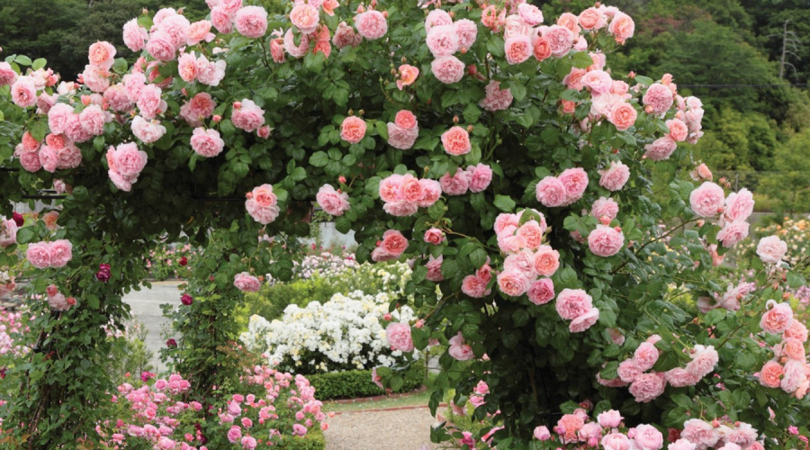 david-austin-climbing-roses